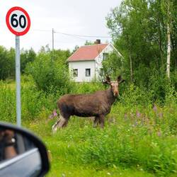 Eland