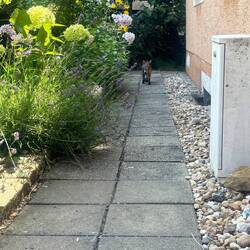 Katze ist eingeschnappt