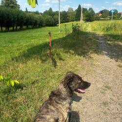 Cliff happy über seine Hunderunde in der Heimat