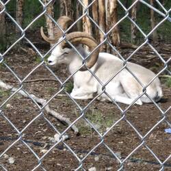 Thin-horned sheep ram