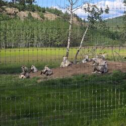 Here's the thin-horn sheep ladies group
