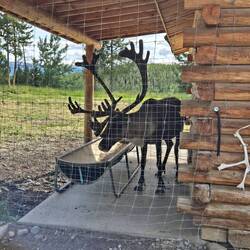 A big caribou taking his lunch