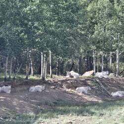 Mountain goats resting