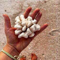 Der ganze Strand ist voll mit Korallen