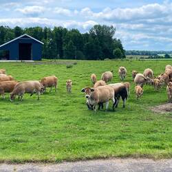 Hier wird das Rind noch auf der Weide gehalten...