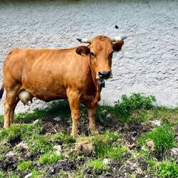 Die Bewohnerinnen der Alm genießen..