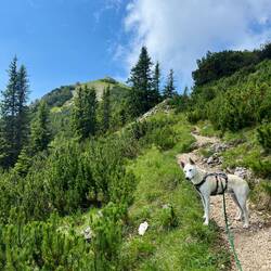 Nach der Alm gilt es nochmal einige Höhenmeter zu gewinnen, ehe..