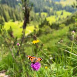 ..diesen Kleinen Fuchs auf einer Englischen Kratzdistel bewundern.