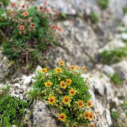 Weiter talabwärts kommen wir an verschiedenfarbigen..