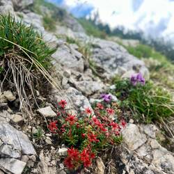 ..Fetthennen-Steinbrech vorbei und dürfen zudem..