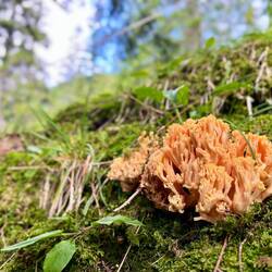 Am Wegesrand finden sich unterschiedliche Pilze, wie diese Dreifarbige Koralle.