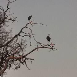 Nachts schlafen die Marabus auf den Bäumen.