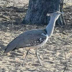 Der Nationalvogel Botswanas: Der größte fliegende Vogel!