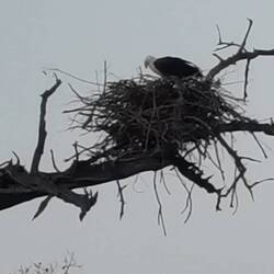 Der Fischadler ist schon ein alter Bekannter
