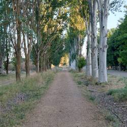 Allee.
