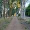 Allee.