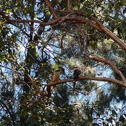 2 Kookaburras