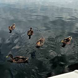 Daily duck visit