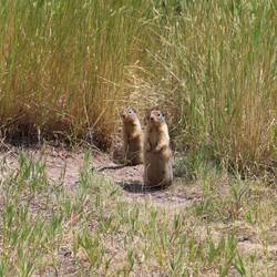 Columbian ground squirrel