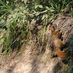 Red squirrel