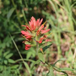 Red paintbrush