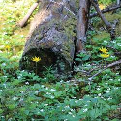 Heart-leaved arnica