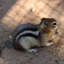 Golden-mantled ground squirrel