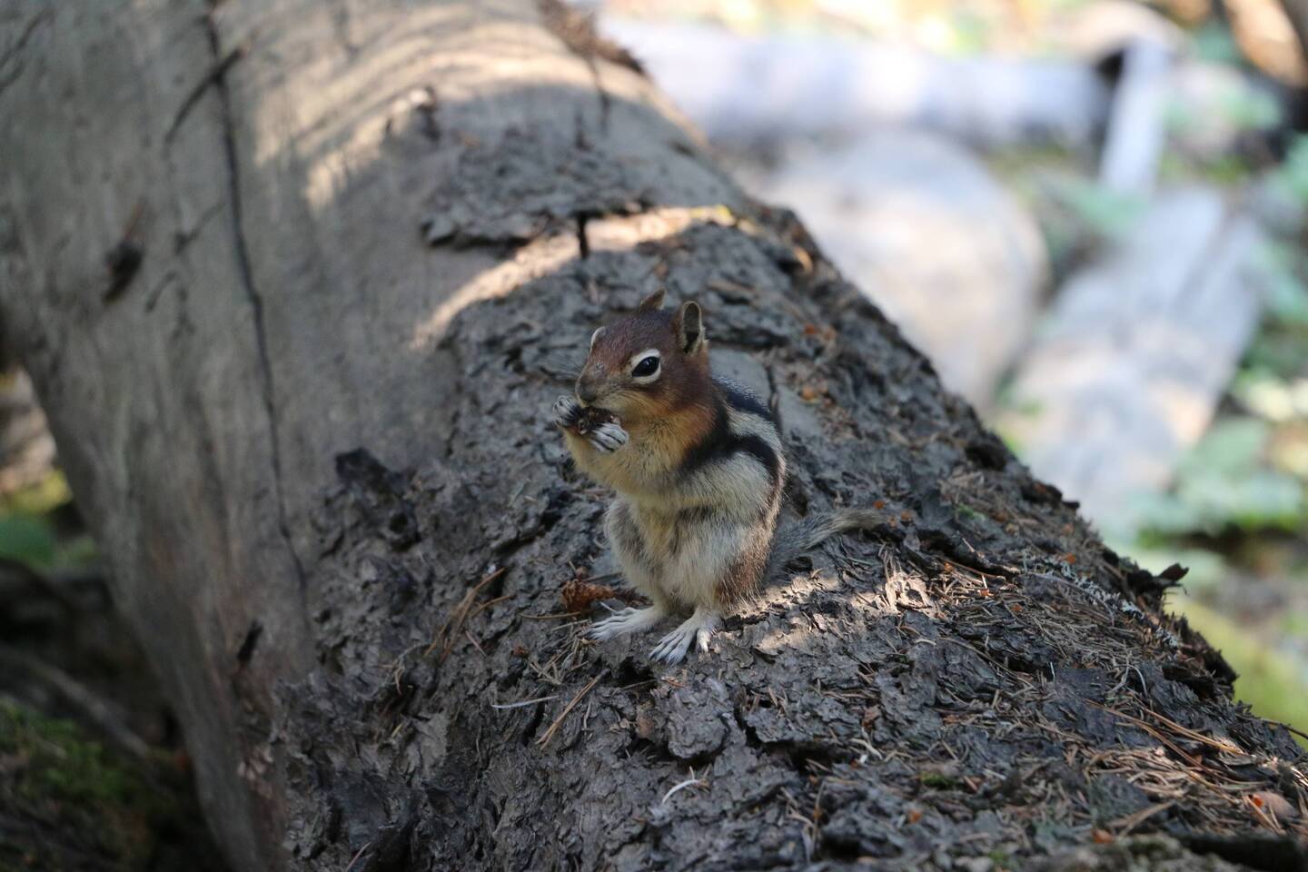 Golden-mantled ground squirrel