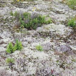 Wolkenweiches Moos im kanadischen Wald