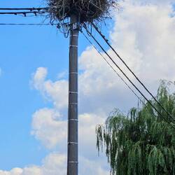 wer wagt sich als erstes aus dem Nest😬?