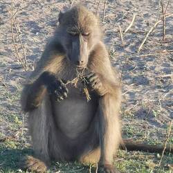 Mmmh, lecker Wurzeln