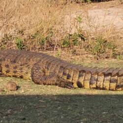 Es hat nur mal kurz die Augen auf gemacht- sonst hätte es auch unecht sein können!