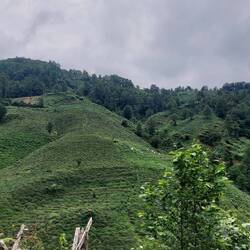 Teeplantagen in der Region Rize