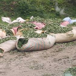 Tee- hier erinnert es mich an Sri Lanka