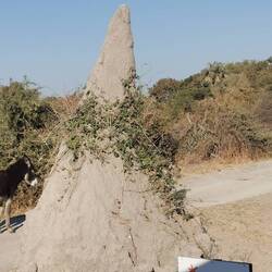 Was war zuerst - das Grünzeug oder der Termitenhügel?