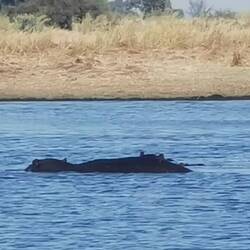 Und die Nilpferd knurren bedrohlich, damit wir wissen, wo der Haken hängt!