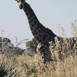 Und auf der Rückfahrt sehen wir die erste Giraffe mit Jungem!