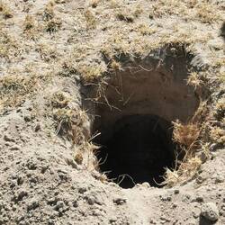 Hier hat ein Ameisenbär sein Futter erbuddelt