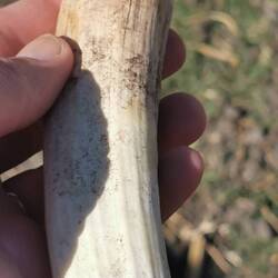 Der Nilpferdzahn ist unerwartet schwer!