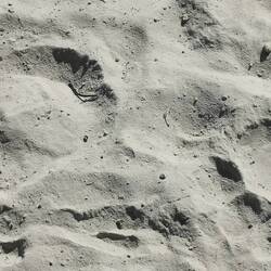 Giraffen- und Löwenabdruck nebeneinander