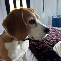 Ellie immer dabei 🐶