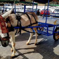 Esel-Taxi