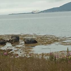 Schiff der Hurtigrouten