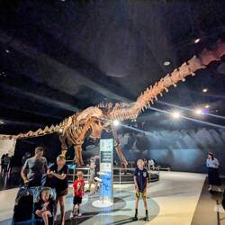 This brachiosaurus was huge, stretched clear into the other room.