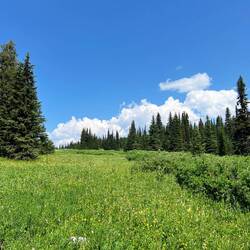 Lower meadow