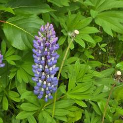 Lupine, a live this flower.