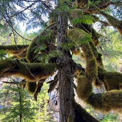 The spray creates a rainforest