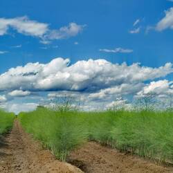 Summer colors around my village!