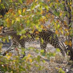 Leopard!