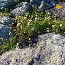 ...auf den Schären unterwegs